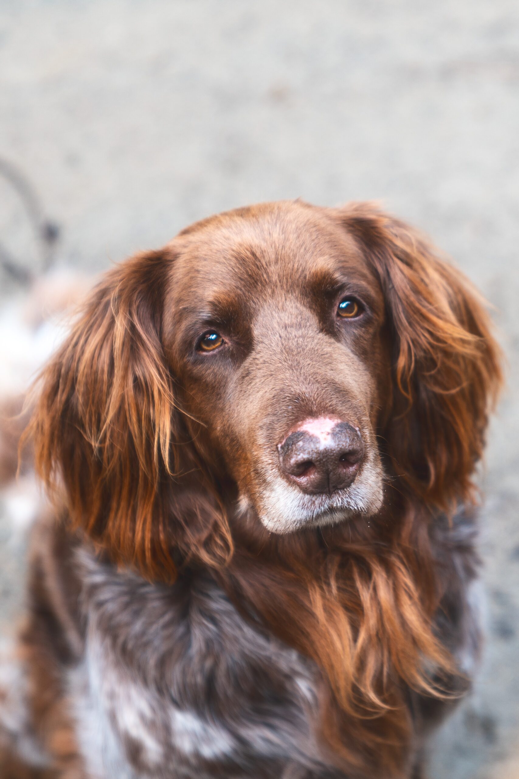 Berti